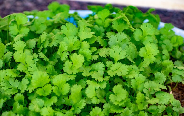 Guia Completo: Como Plantar Coentro em Vaso
