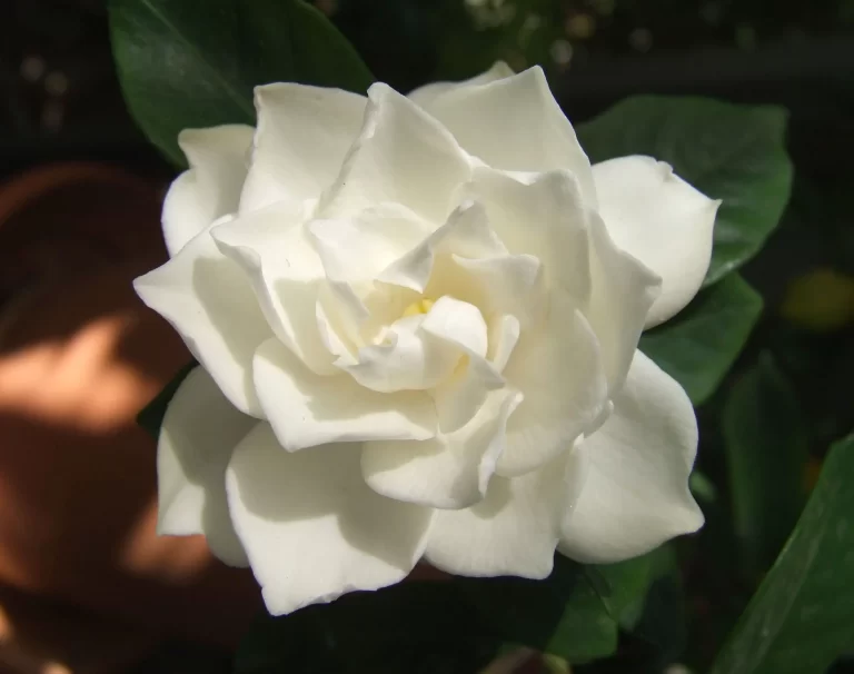 Guia Completo: Como Plantar Rosas em Vaso