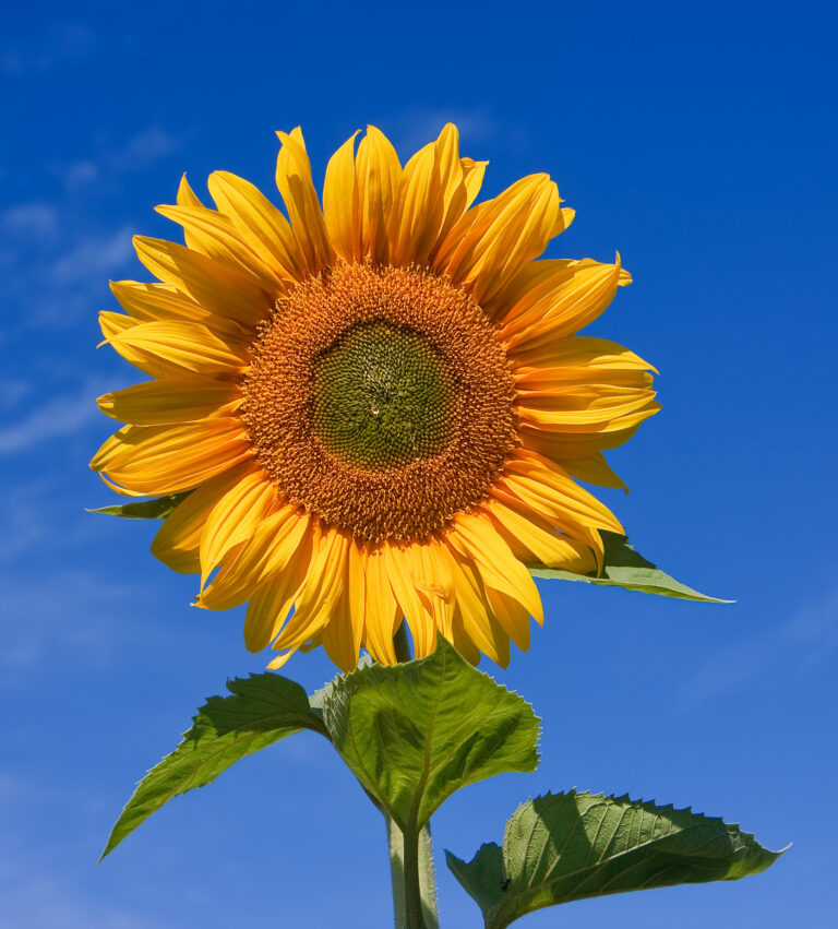 Como Fazer o Girassol Florir: Guia Completo