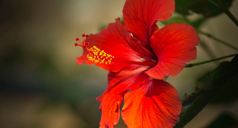 Guia Completo: Como Plantar Hibiscos em Vaso
