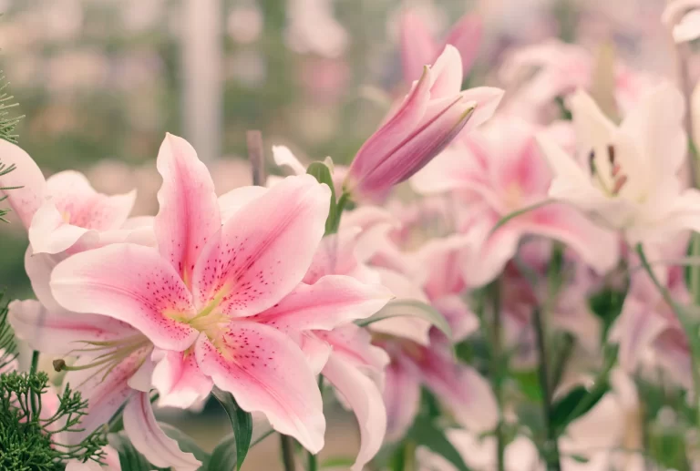 Como Fazer o Lírio Florir: Guia Completo